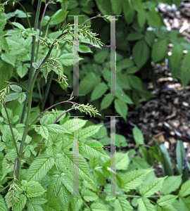 Picture of Aruncus dioicus 