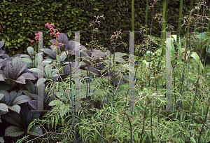 Picture of Aruncus dioicus 'Kneiffii'