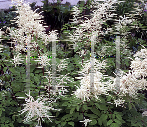 Picture of Aruncus sinensis 'Zweiweltenkind'