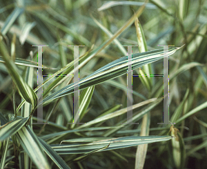 Picture of Pleioblastus variegatus 'Variegata'