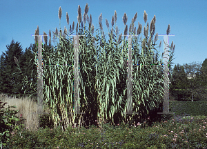 Picture of Arundo donax 