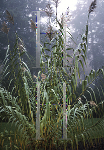 Picture of Arundo donax 