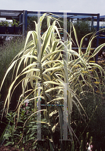 Picture of Arundo donax 'Variegata'