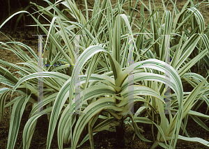 Picture of Arundo donax 'Variegata'