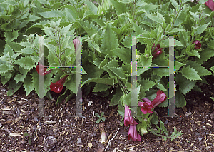 Picture of Asarina antirrhiniflora 'Red Dragon'