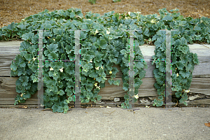 Picture of Asarina procumbens 