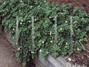 Picture of Asarina procumbens 