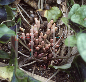 Picture of Asarum arifolium 