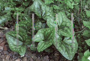 Picture of Asarum arifolium 