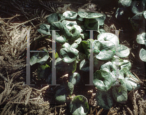 Picture of Asarum asaroides 