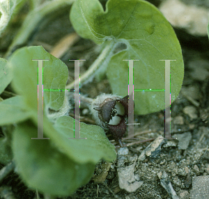 Picture of Asarum canadense 