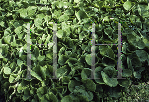 Picture of Asarum canadense 