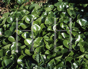 Picture of Asarum caudatum 