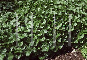 Picture of Asarum caudatum 