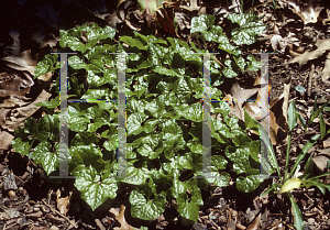 Picture of Asarum caudatum 