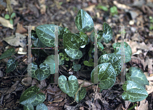 Picture of Asarum shuttleworthii 