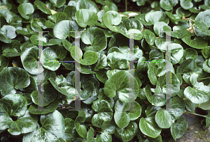 Picture of Asarum europaeum 