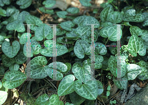 Picture of Asarum shuttleworthii 'Callaway'