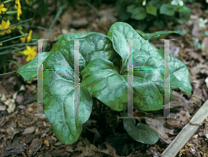 Picture of Asarum speciosum 