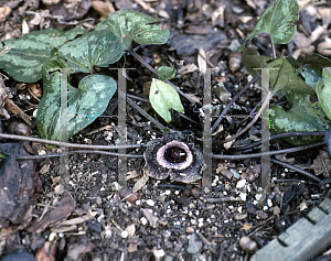 Picture of Asarum splendens 