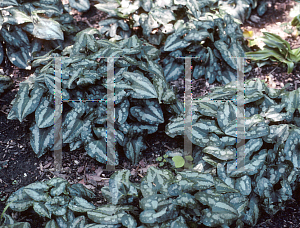 Picture of Asarum splendens 