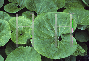 Picture of Asarum canadense 