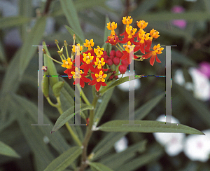 Picture of Asclepias curassavica 