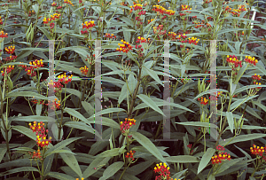 Picture of Asclepias curassavica 