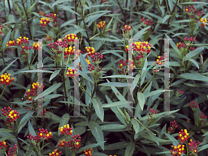 Picture of Asclepias curassavica 'Silky Deep Red'