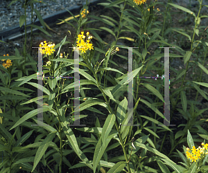 Picture of Asclepias curassavica 'Yellow'