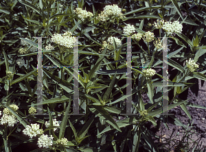 Picture of Asclepias incarnata 'Ice Ballet'