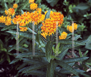 Picture of Asclepias tuberosa 