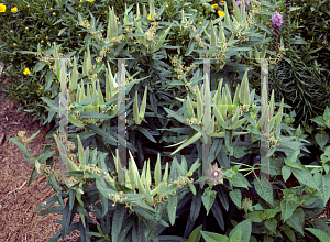 Picture of Asclepias tuberosa 