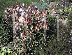 Picture of Asclepias tuberosa 