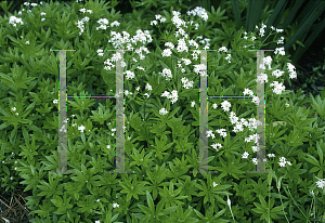 Picture of Galium odoratum 