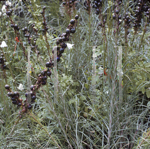 Picture of Asphodeline lutea 