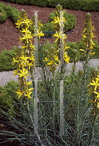 Picture of Asphodeline lutea 