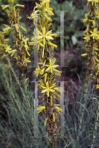 Picture of Asphodeline lutea 