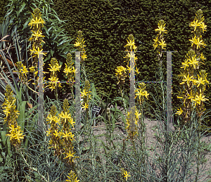 Picture of Asphodeline lutea 