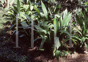 Picture of Aspidistra elatior 