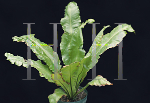 Picture of Asplenium nidus 