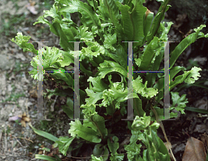 Picture of Asplenium scolopendrium 'Cristatum'