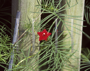 Picture of Ipomoea quamoclit 