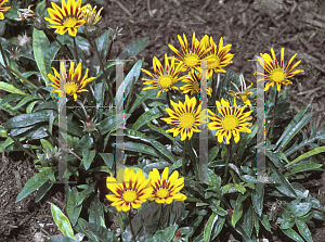 Picture of Gazania  'Tiger Mix'