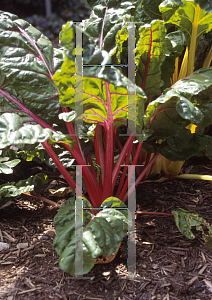 Picture of Beta vulgaris var. flavescens 'Bright Lights'