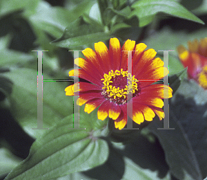 Picture of Zinnia elegans 'Sombrero'