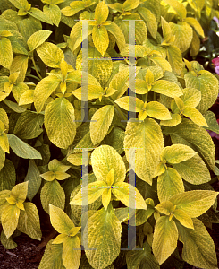 Picture of Solenostemon scutellarioides 'Wizard Golden'