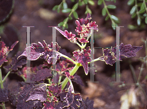 Picture of Solenostemon scutellarioides 'Victoria Ruffles'