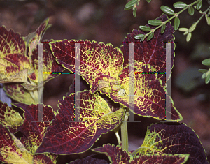 Picture of Solenostemon scutellarioides 'ColorBlaze  Dipt in Wine'