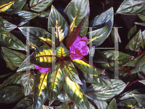 Picture of Impatiens x hawkeri 'Pure Beauty Fuchsia'